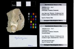Foto (Objekt + Etikett) von Cyclothyreus sp.  (NHMW-GEO-1990-0041-3133)